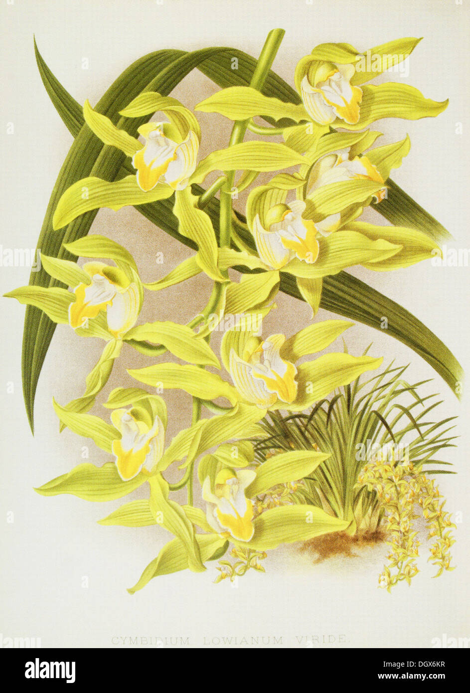 Indoor House or Office Plant Flowering Cymbidium Orchid Wilhelmina Orange Blooms 