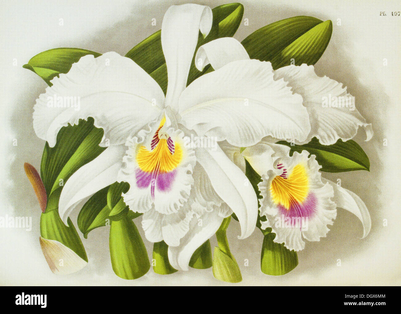 Orchids, Cattleya labiata Foleyana - by John N. Fitch, 1897 Stock Photo