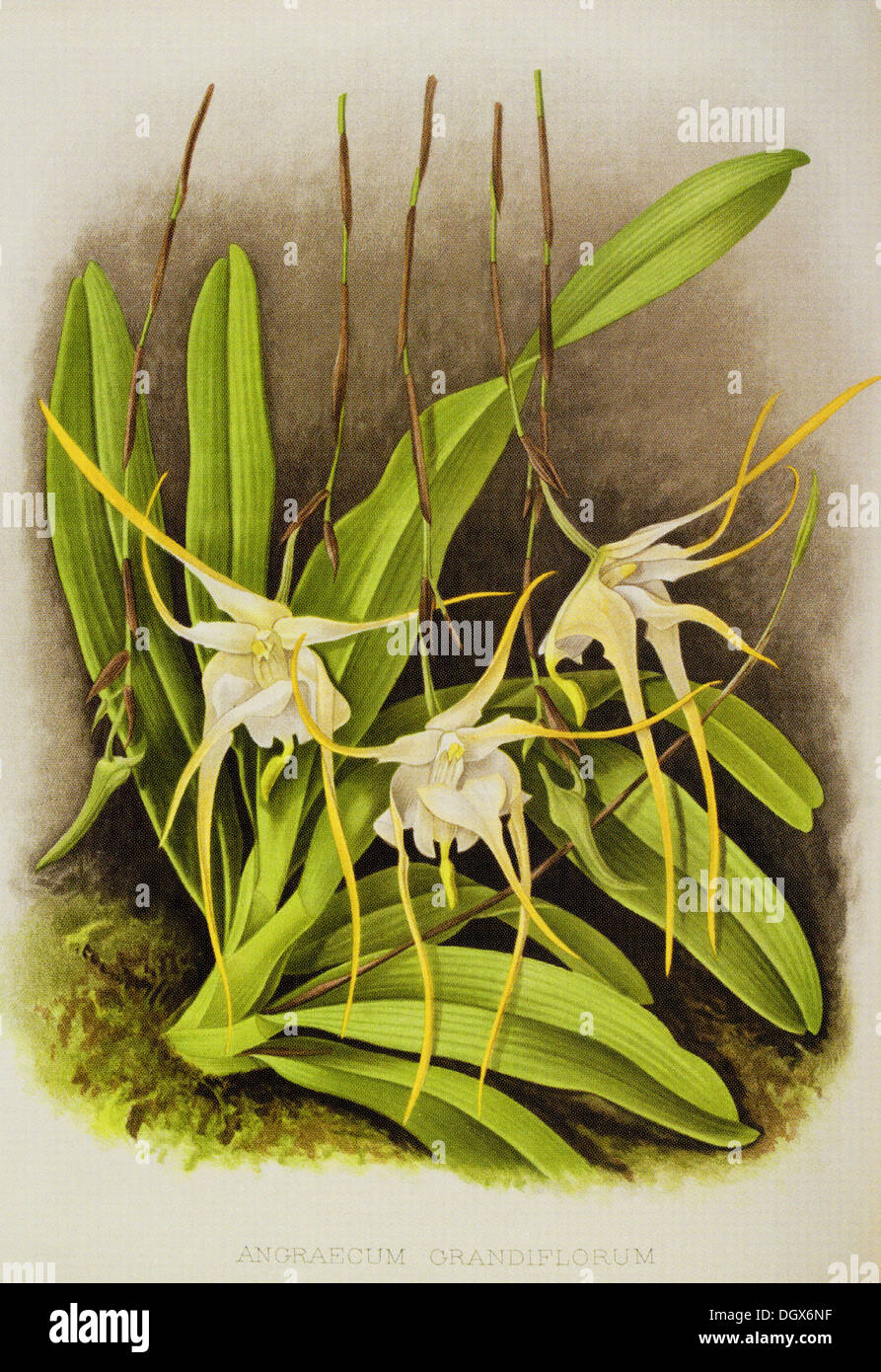 Orchids, Aeranthus grandiflora - by John N. Fitch, 1897 Stock Photo