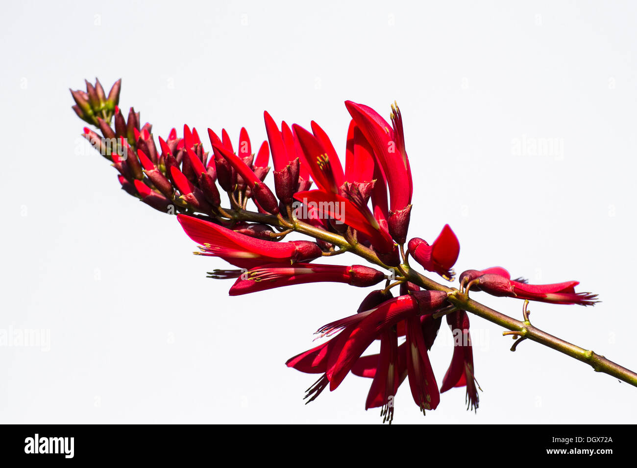 Isolated Erythrina variegata (Parichat flowers Stock Photo Alamy