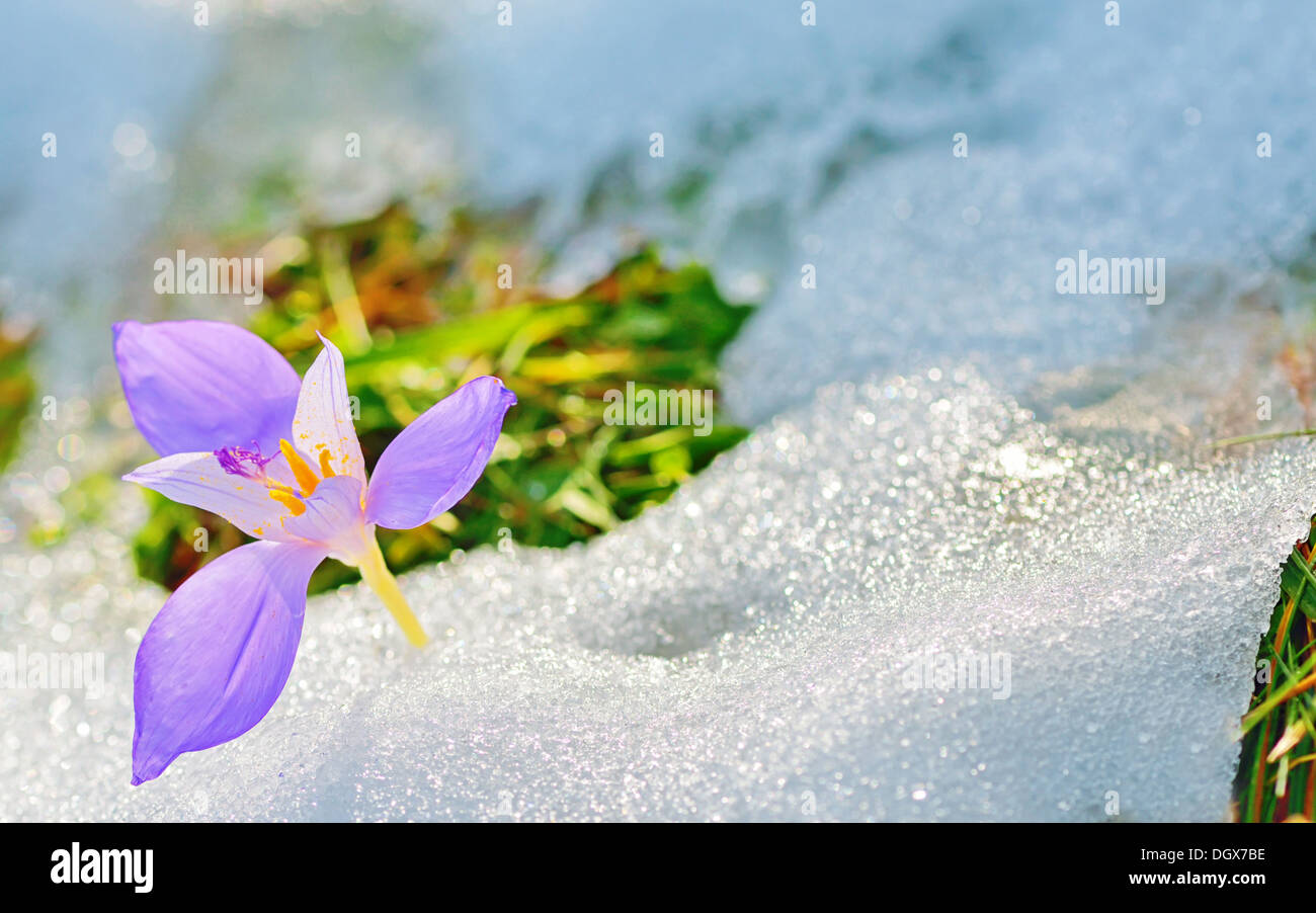 Crocus flowers in spring time Stock Photo