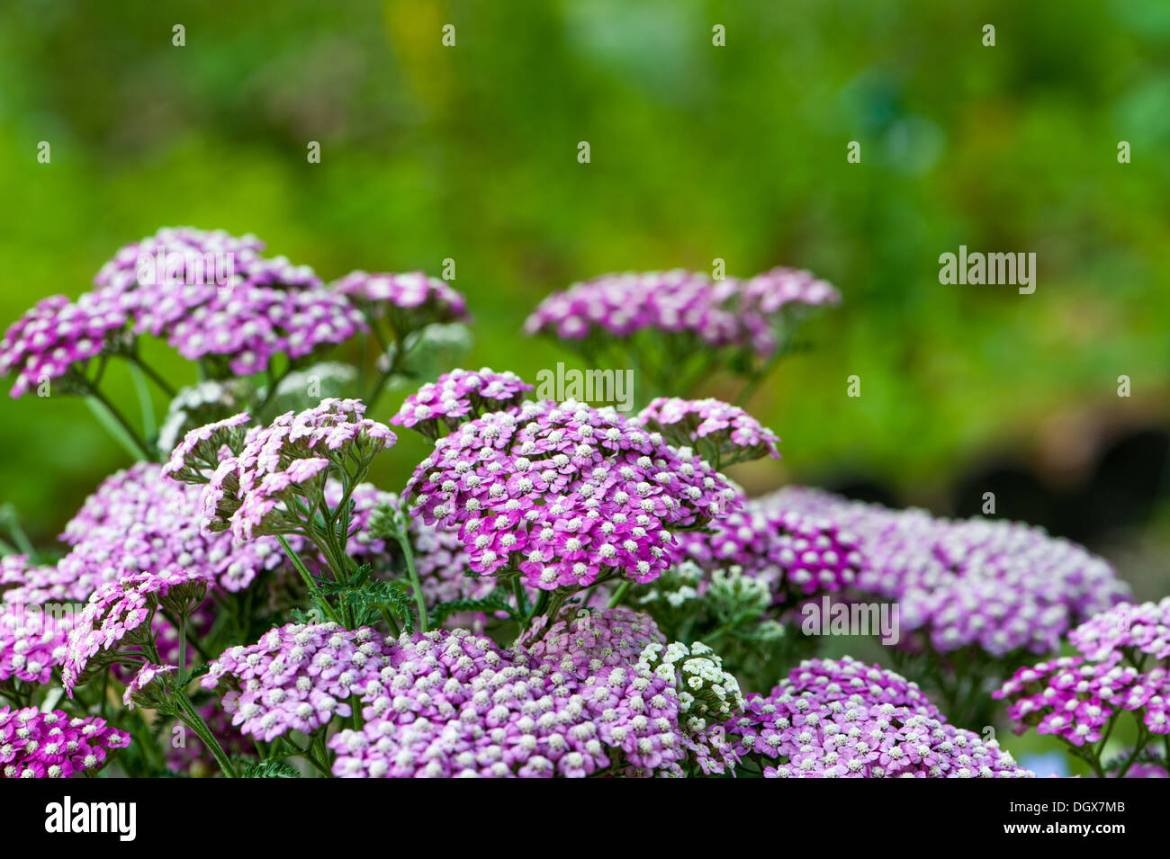 Yarrow flowers with nature background Stock Photo