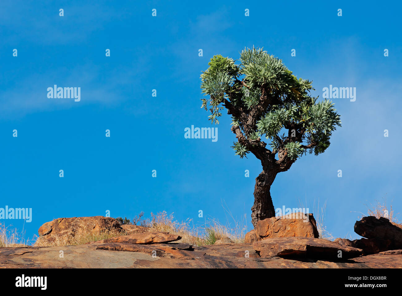 African landscape with a tree on a rocky ridge against a blue sky Stock Photo