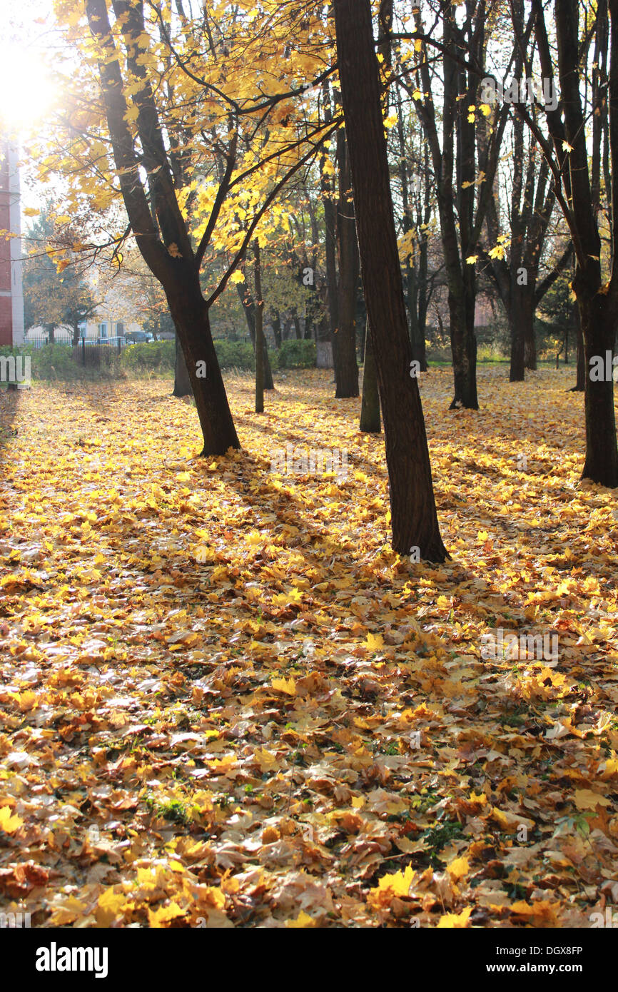 Autumn park with trees and yellow leaves Stock Photo - Alamy