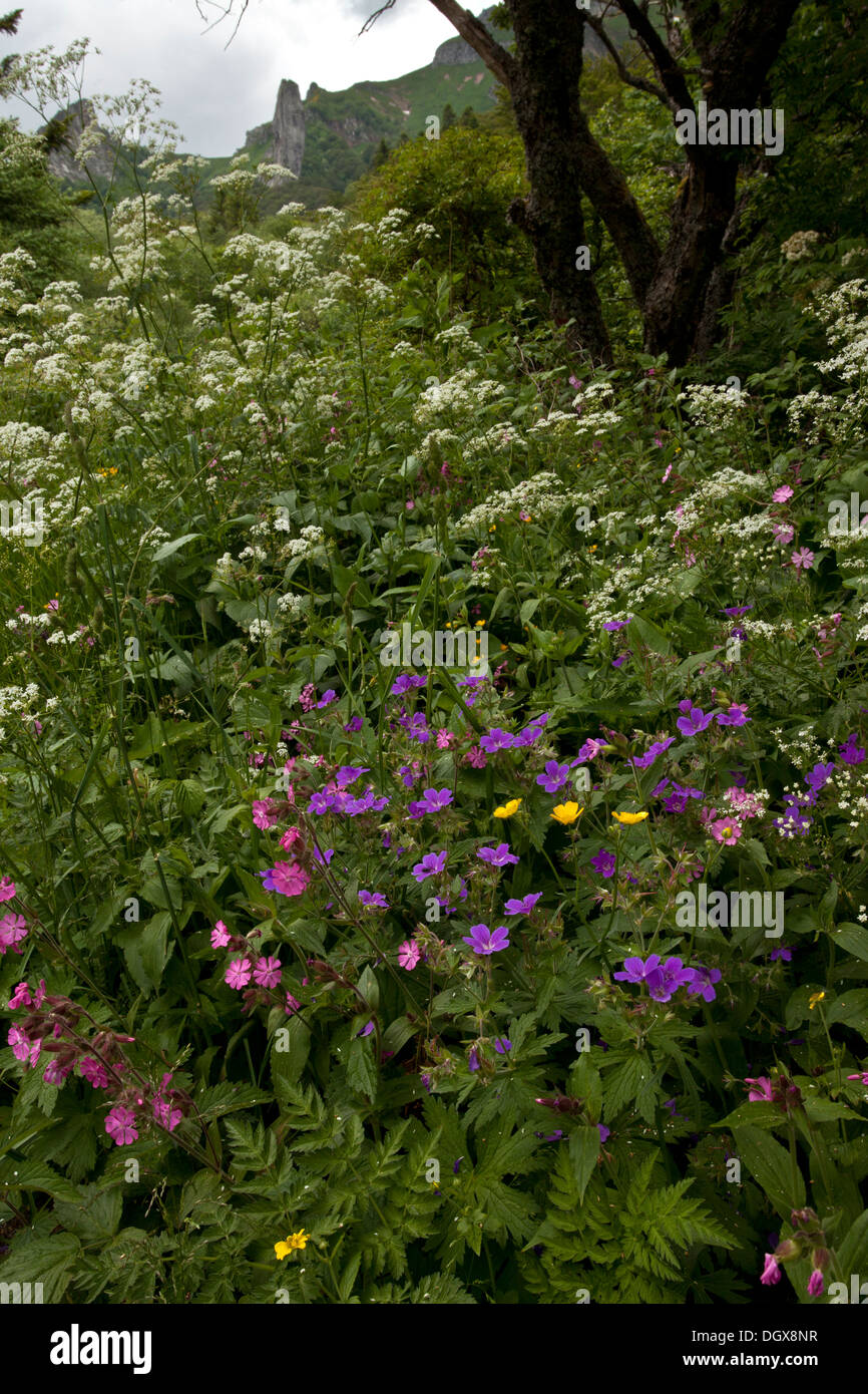 Hedgerow flowers, including Wood Cranesbill, Red campion and umbellifers. Chaudefour, Auvergne. Stock Photo