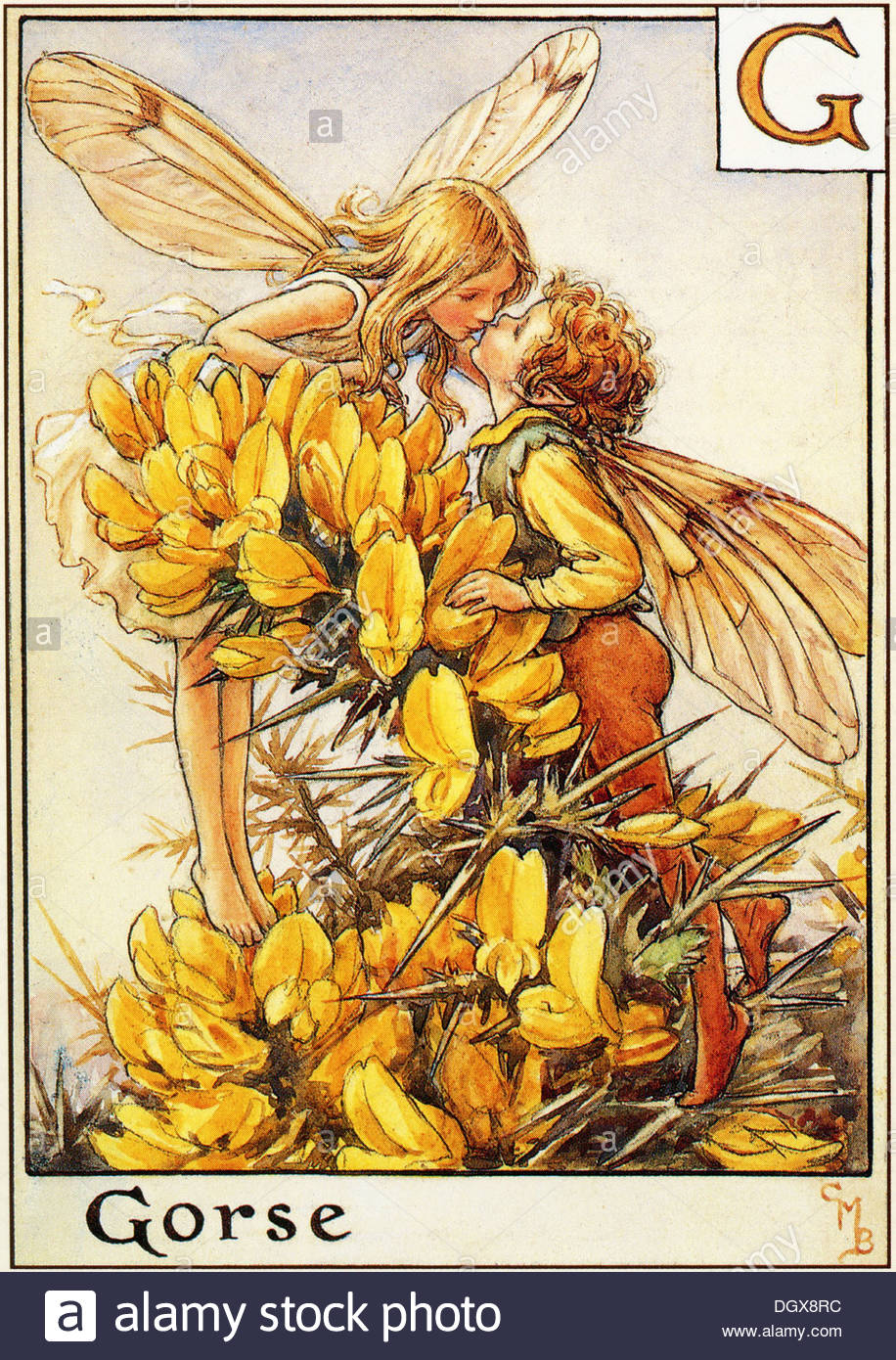 Flower Fairies Illustration by Cicely Mary Barker The Gorse Fairy Stock Photo 62043280 Alamy