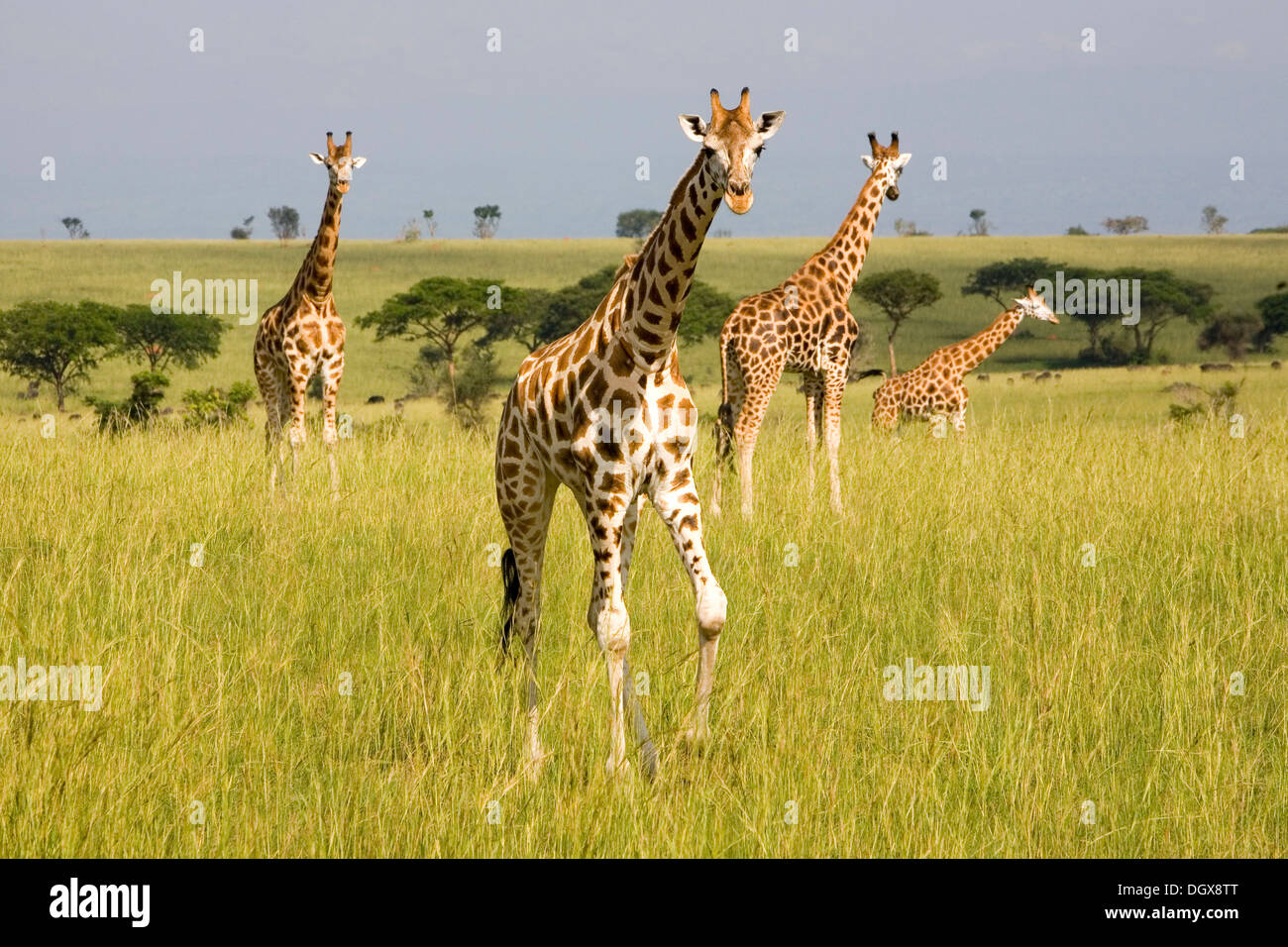 Rothschild or Ugandan Giraffes (Giraffa camelopardalis), critically endangered subspecies, in the savannah of the Murchison Stock Photo