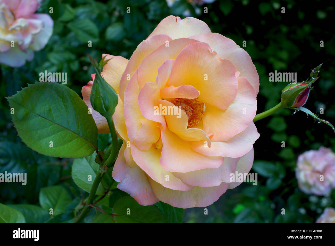 Pink and yellow rose close up Stock Photo