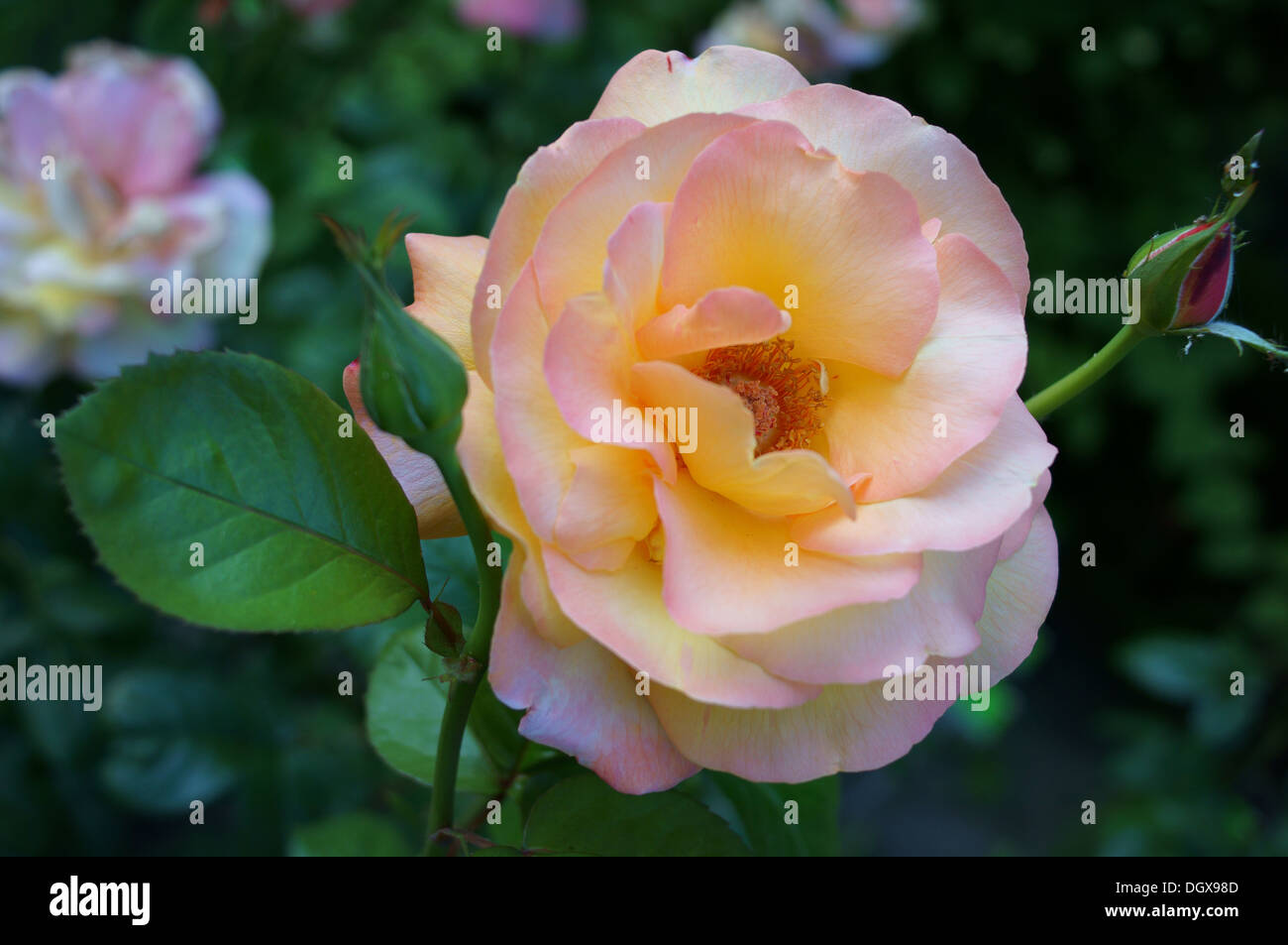 Pink and yellow rose close up Stock Photo