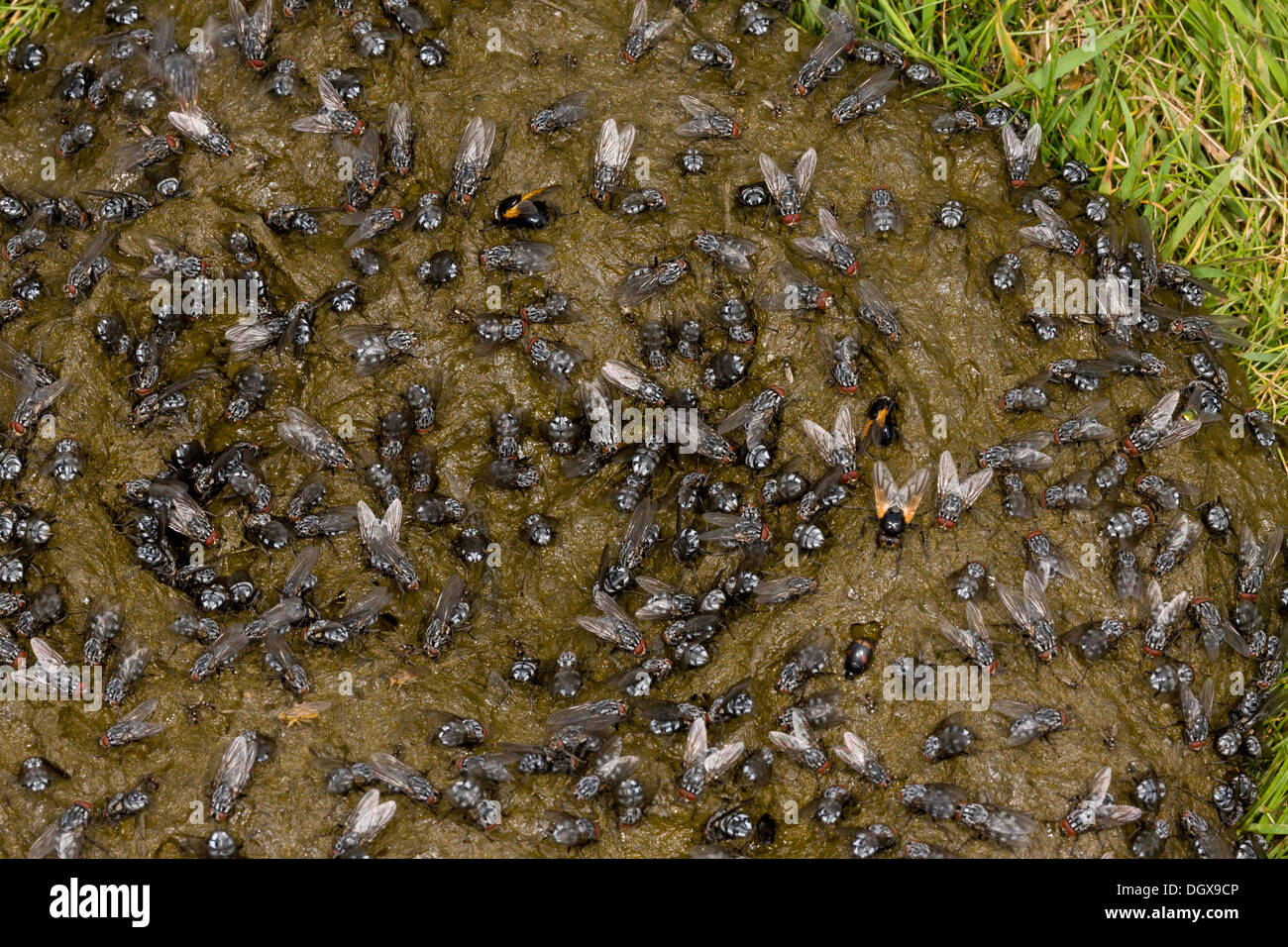 Cow dung heavily covered with flies, mainly a flesh-fly Sarcophaga sp, Noon flies and Dung-flies. Auvergne, France. Stock Photo