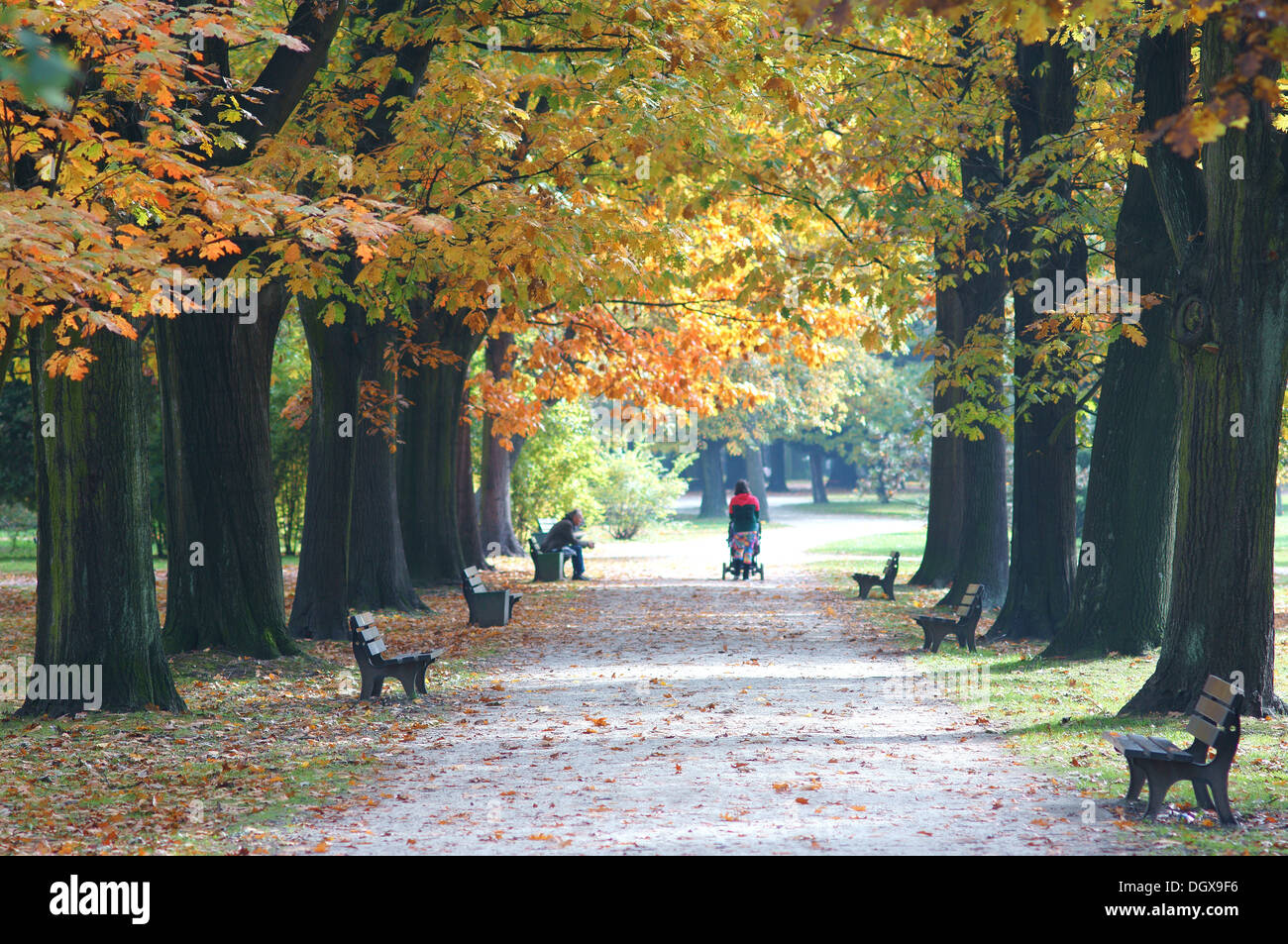 Old colorful red oak oaks alley in autumn Quercus rubra Stock Photo - Alamy
