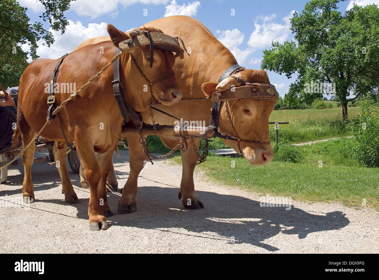 Franconian aurochs cattle harnessed to pull a cart, Franconian Open-air Museum of Bad Windsheim, Bavaria Stock Photo