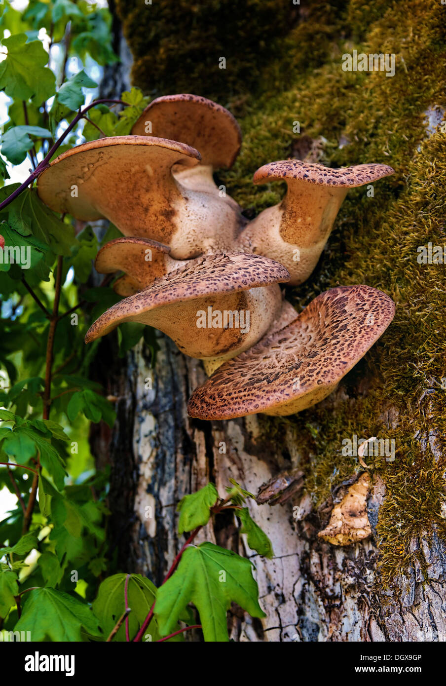 Pheasant's back mushroom (Polyporus squamosus) growing on an elm tree Stock Photo