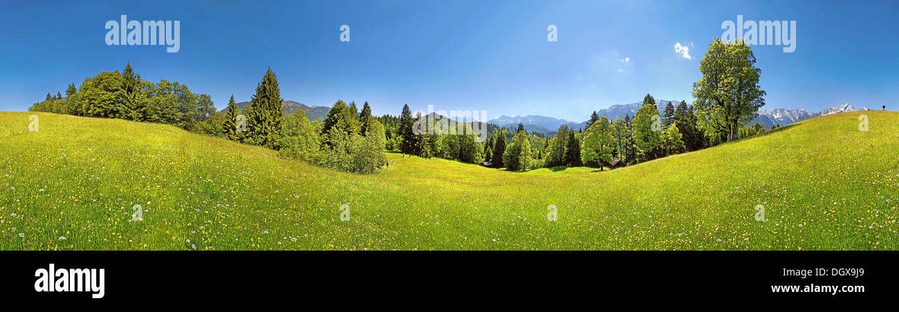 Green meadow and trees on Eckbauer Mountain, Eckbauer, Garmisch-Partenkirchen, Upper Bavaria, Bavaria, Germany Stock Photo