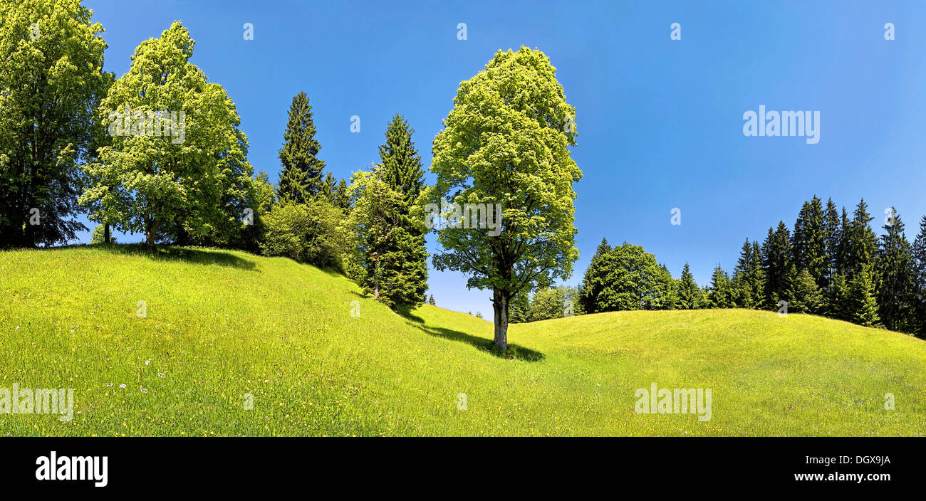 Green meadow and trees on Eckbauer Mountain, Eckbauer, Garmisch-Partenkirchen, Upper Bavaria, Bavaria, Germany Stock Photo