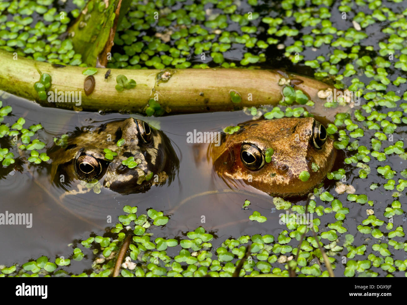 Two Common Frogs, Rana temporaria in duckweed-covered garden pond. Dorset. Stock Photo