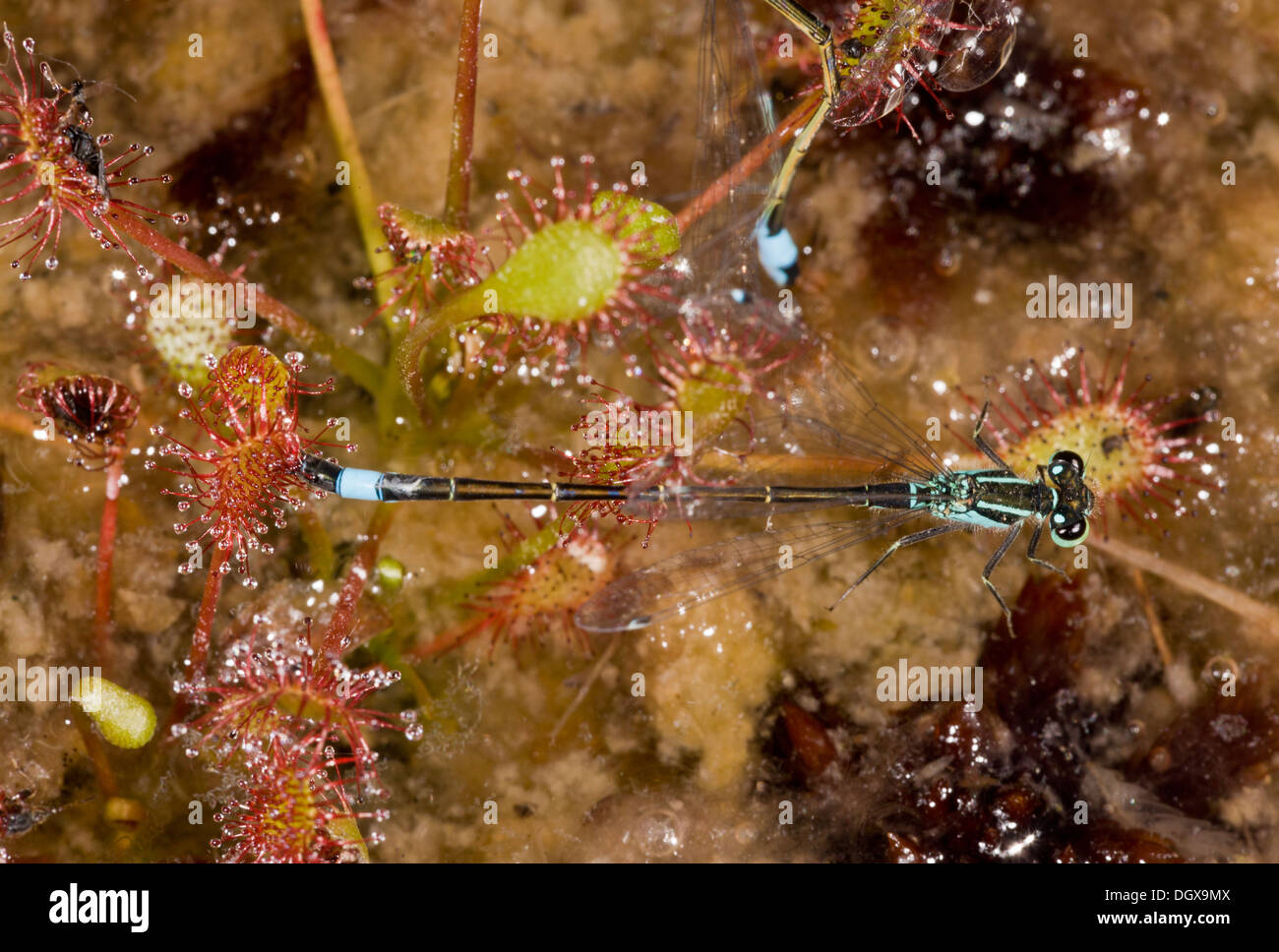 Common Bluetail / Blue-tailed damselfly, Ischnura elegans, caught on sundew leaves in a Dorset bog. Stock Photo