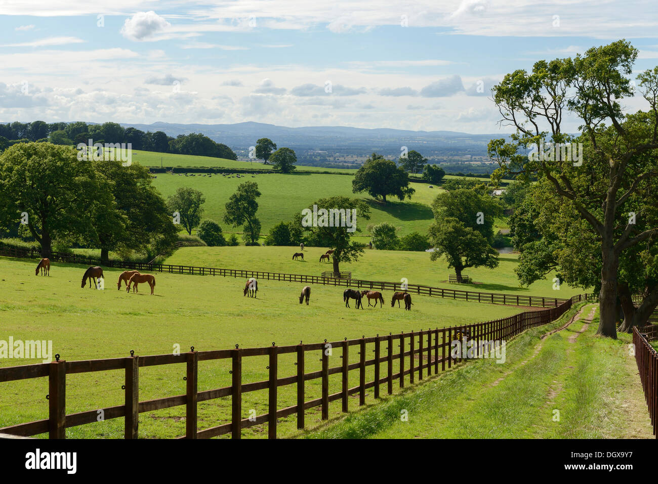 Cheshire rolling green fields and countryside UK Stock Photo