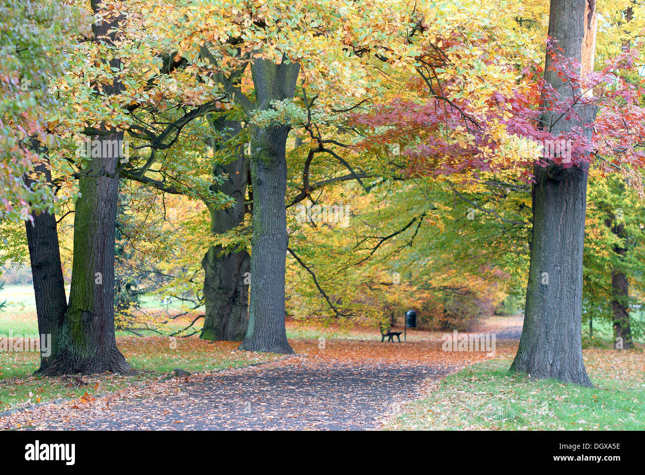 Autumn park lane with colorful trees Stock Photo