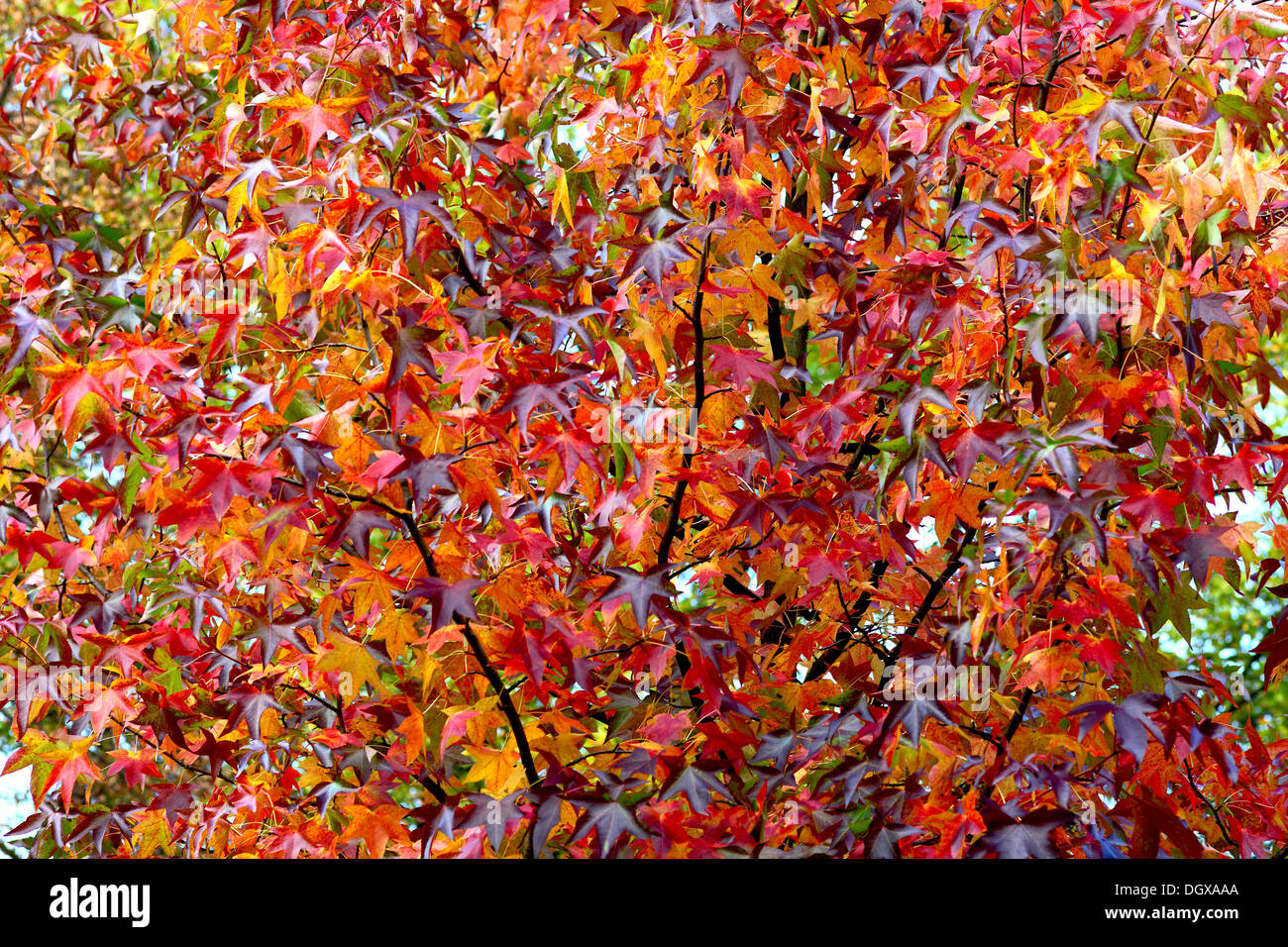Scarlet red sweet gum tree autumn leaves Liquidambar styraciflua Stock Photo