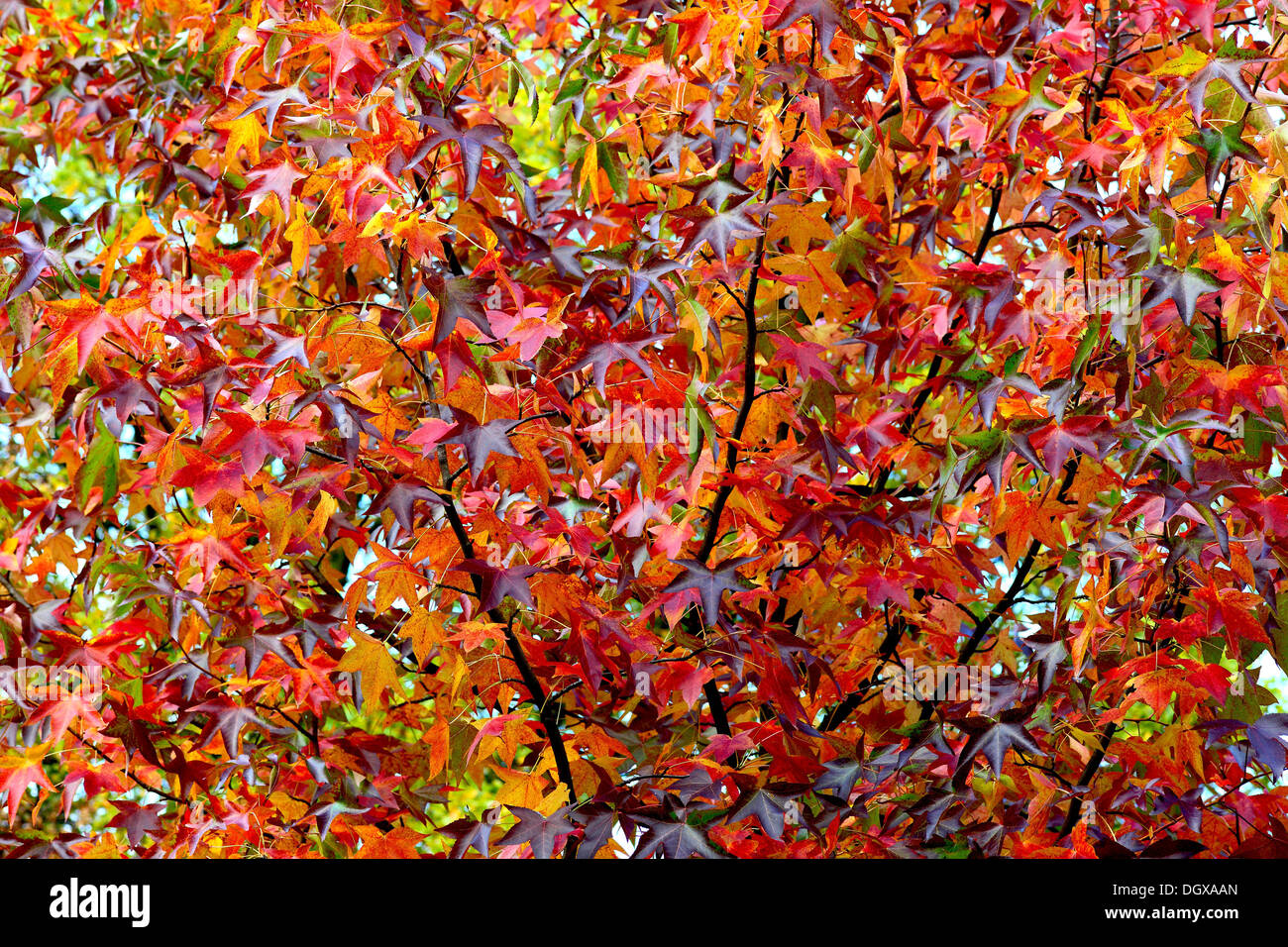 Scarlet red sweet gum tree autumn leaves Liquidambar styraciflua Stock Photo