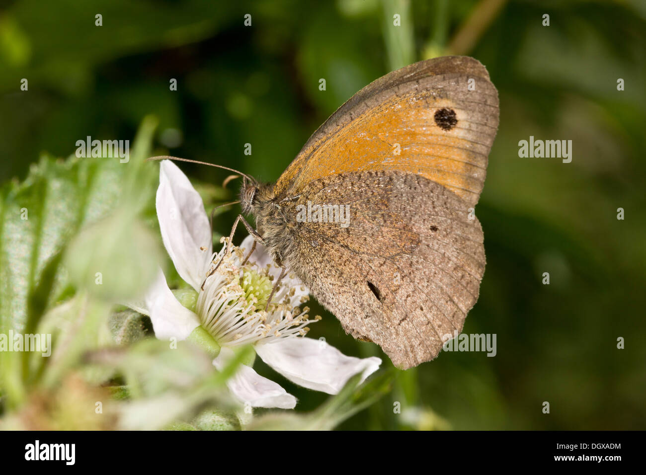 Meadow Brown butterfly, Maniola jurtina ssp. insularis, feeding on bramble. Dorset. Stock Photo