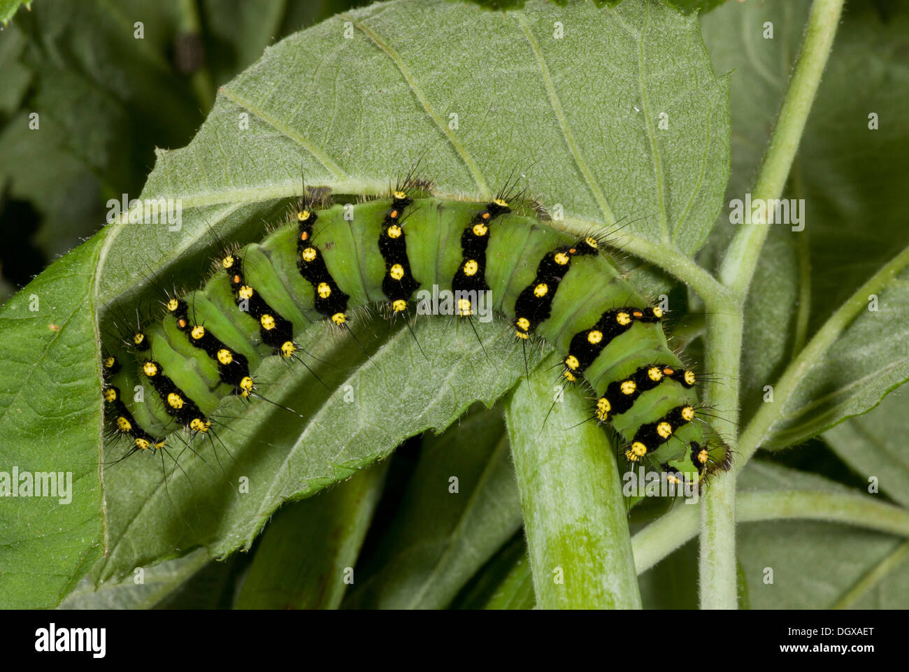 Emperor moth, Saturnia pavonia - fully grown caterpillar. Dorset. Stock Photo