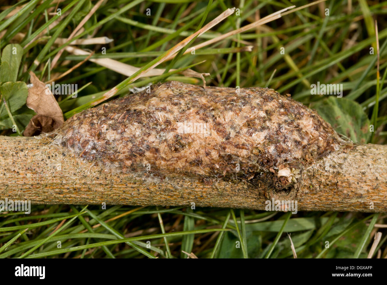 Puss moth, Cerura vinula, cocoon on willow; made partly of wood macerated by larva. Dorset. Stock Photo