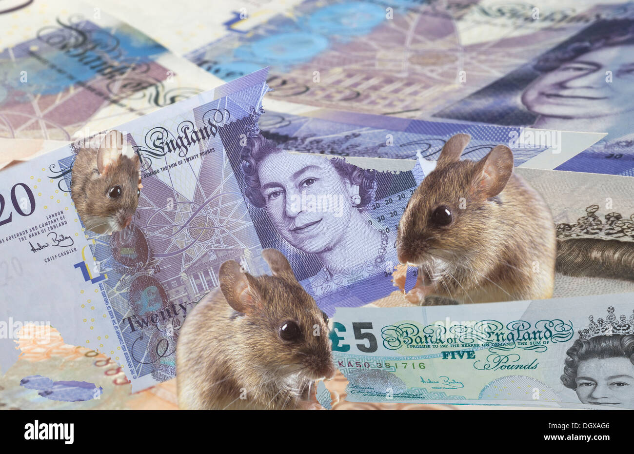 Mice eating money Stock Photo