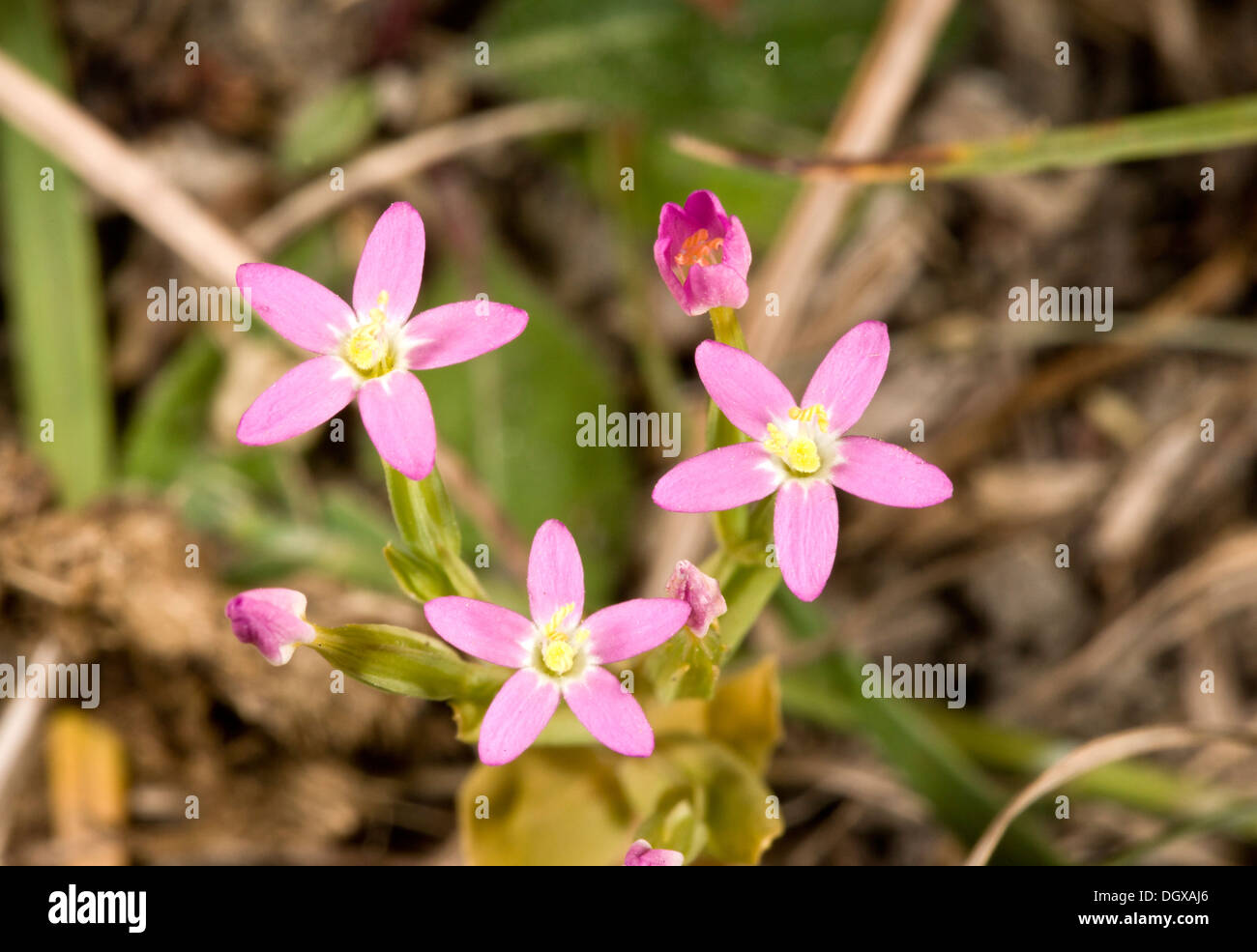 Flowers of chalk downland hires stock photography and images Alamy