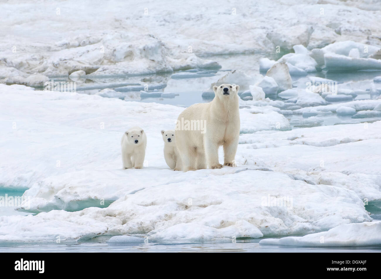 Mother polar bear with two cubs (Ursus Maritimus), Wrangel Island ...