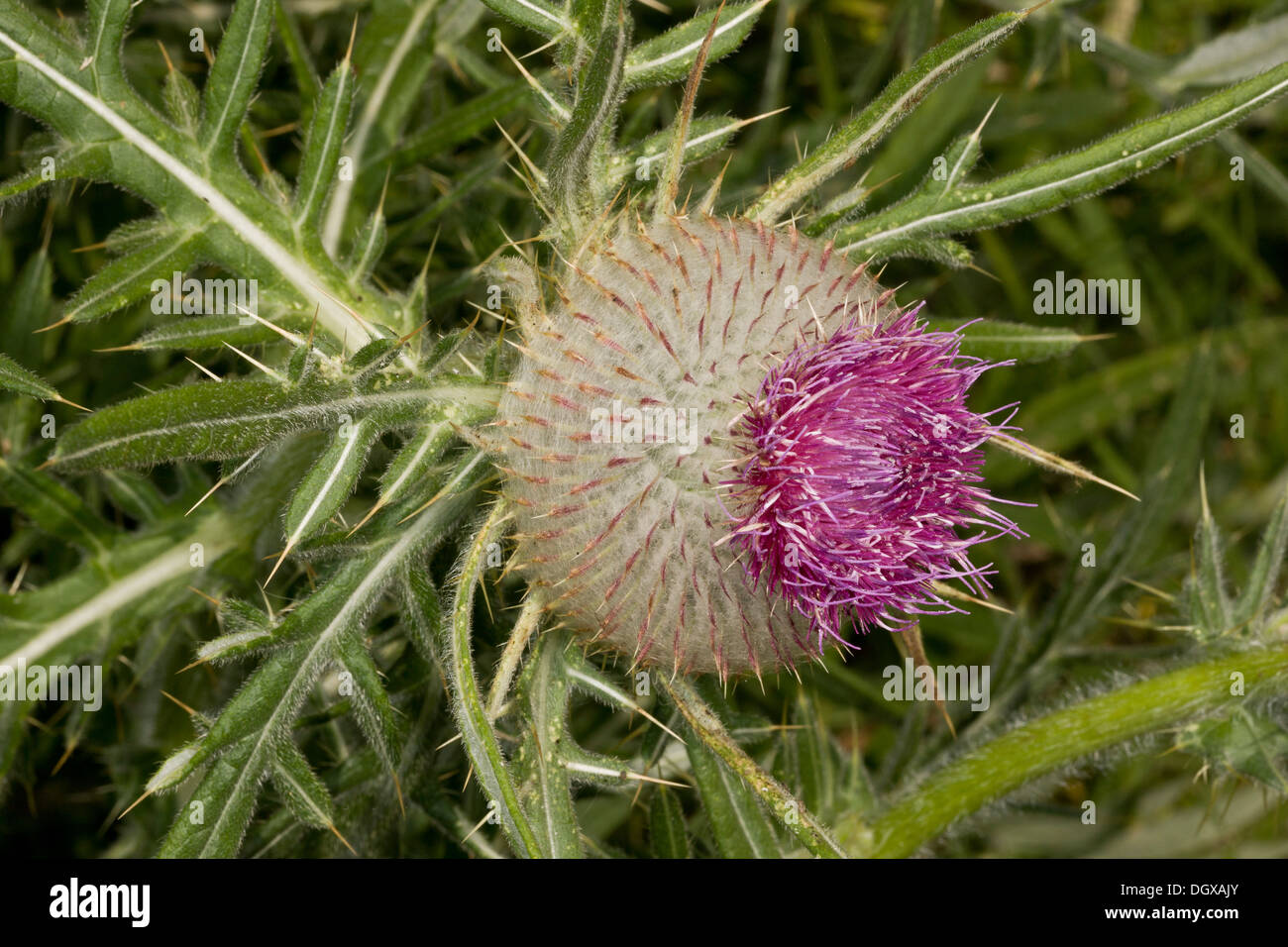 Woolly Thistle, Cirsium eriophorum flower head. Dorset. Stock Photo