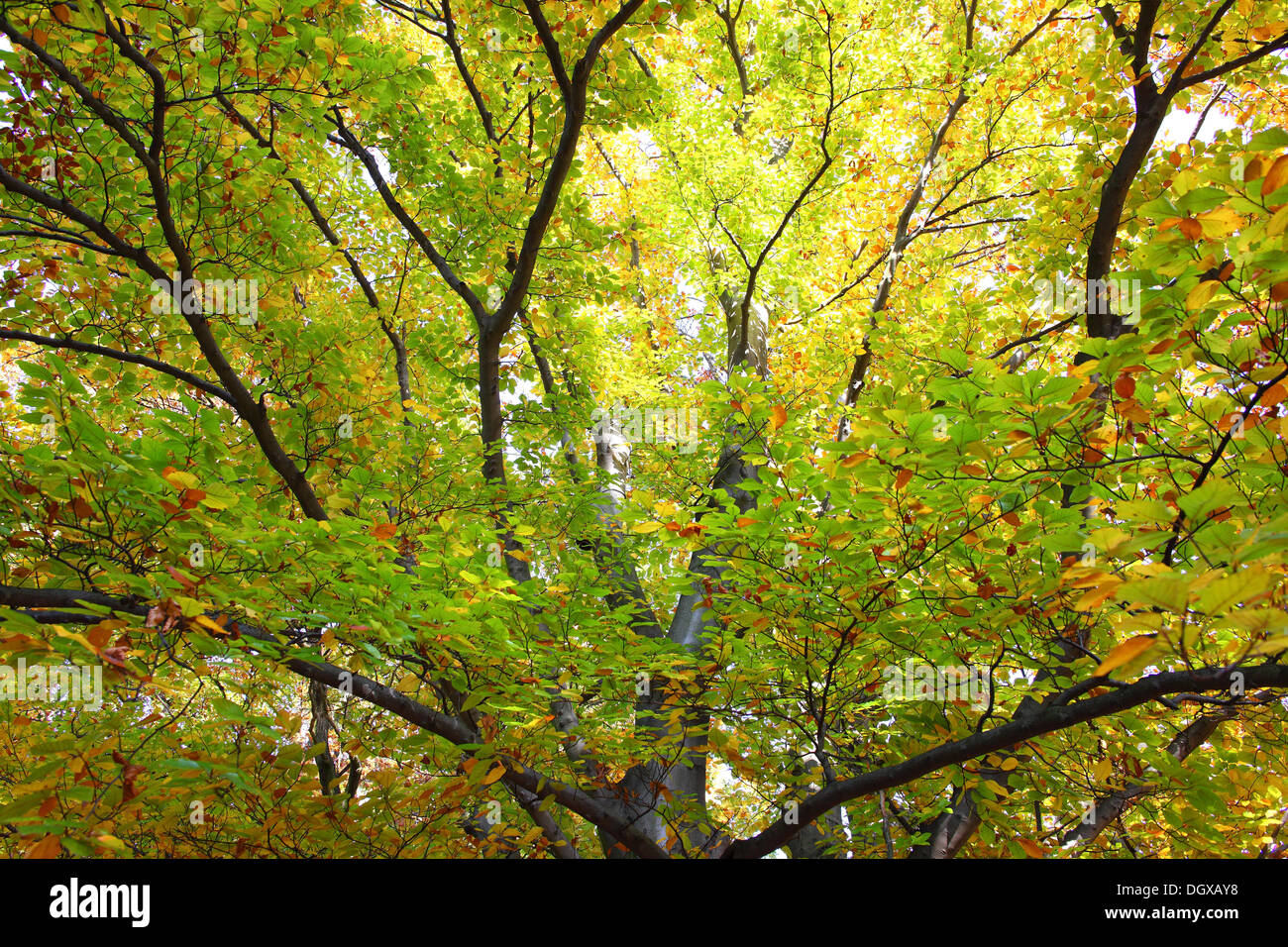 Old beech tree with autumn foliage Fagus sylvatica Stock Photo