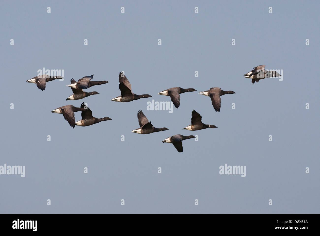 Brant or Brent Goose (Branta bernicla) in flight, Texel, The Netherlands, Europe Stock Photo