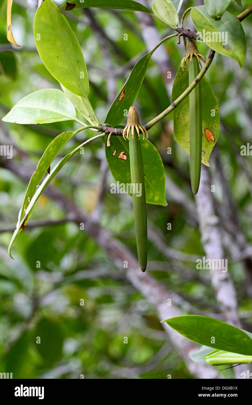 Seed pods of the Mangrove tree Bruguiera gymnorhiza in The Seychelles Stock Photo