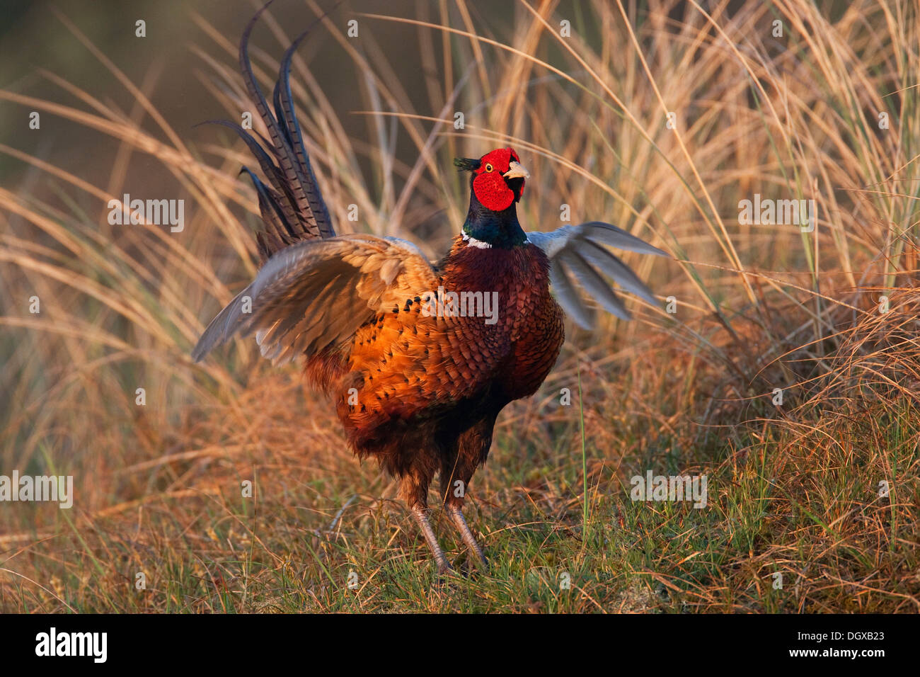 Pheasant (Phasianus colchicus), fluttering jump, Texel, The Netherlands, Europe Stock Photo