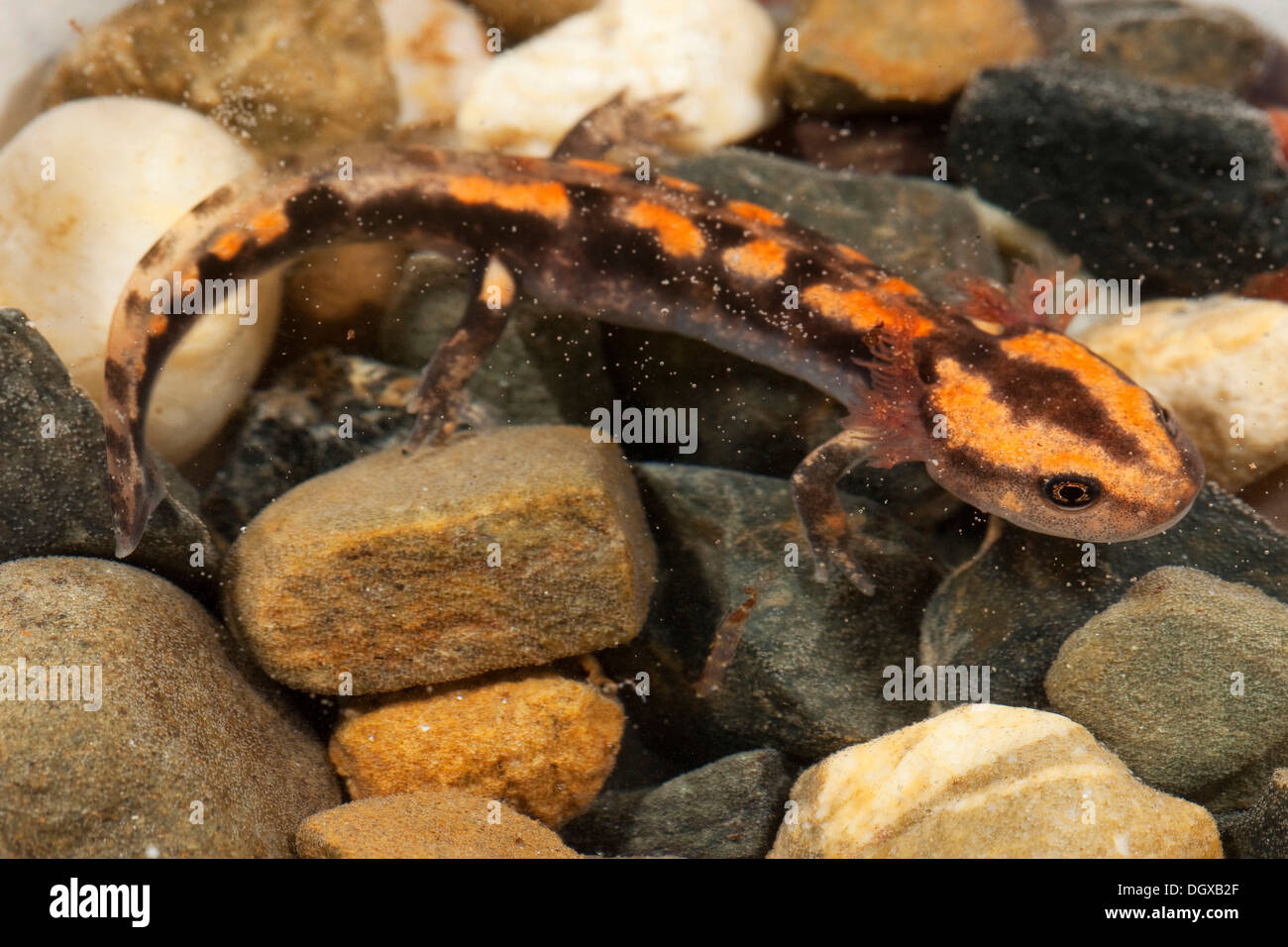 Fire salamander larvae hires stock photography and images Alamy
