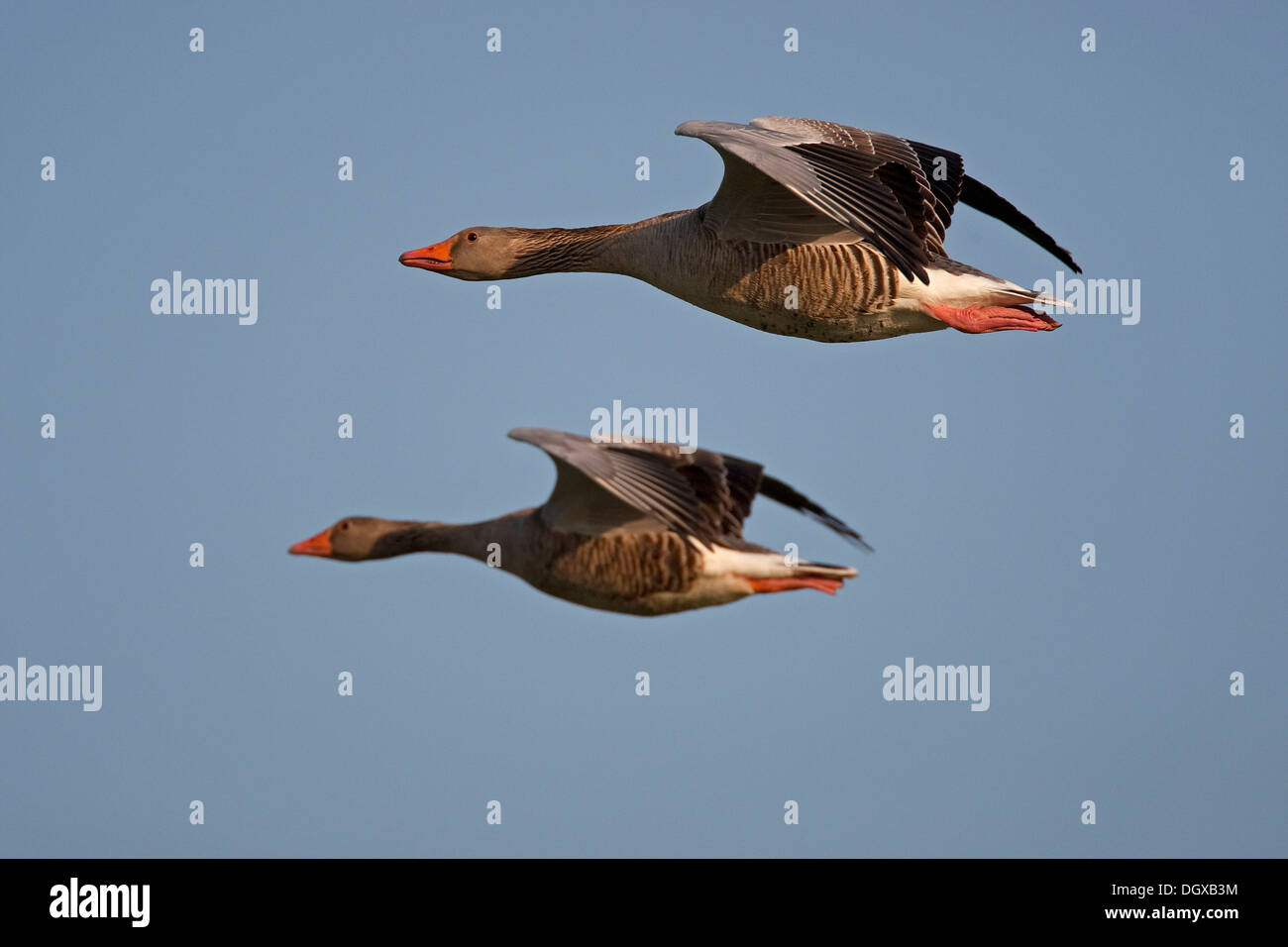 Greylag or Graylag geese (Anser anser) in flight, Texel, The Netherlands, Europe Stock Photo