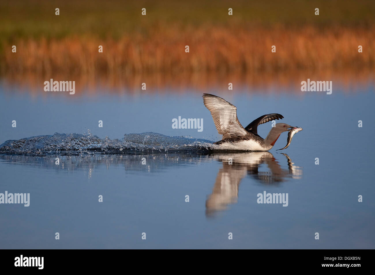 Red-throated Loon or Red-throated Diver (Gavia stellata), adult bird landing with a fish in its beak, North Iceland, Iceland Stock Photo