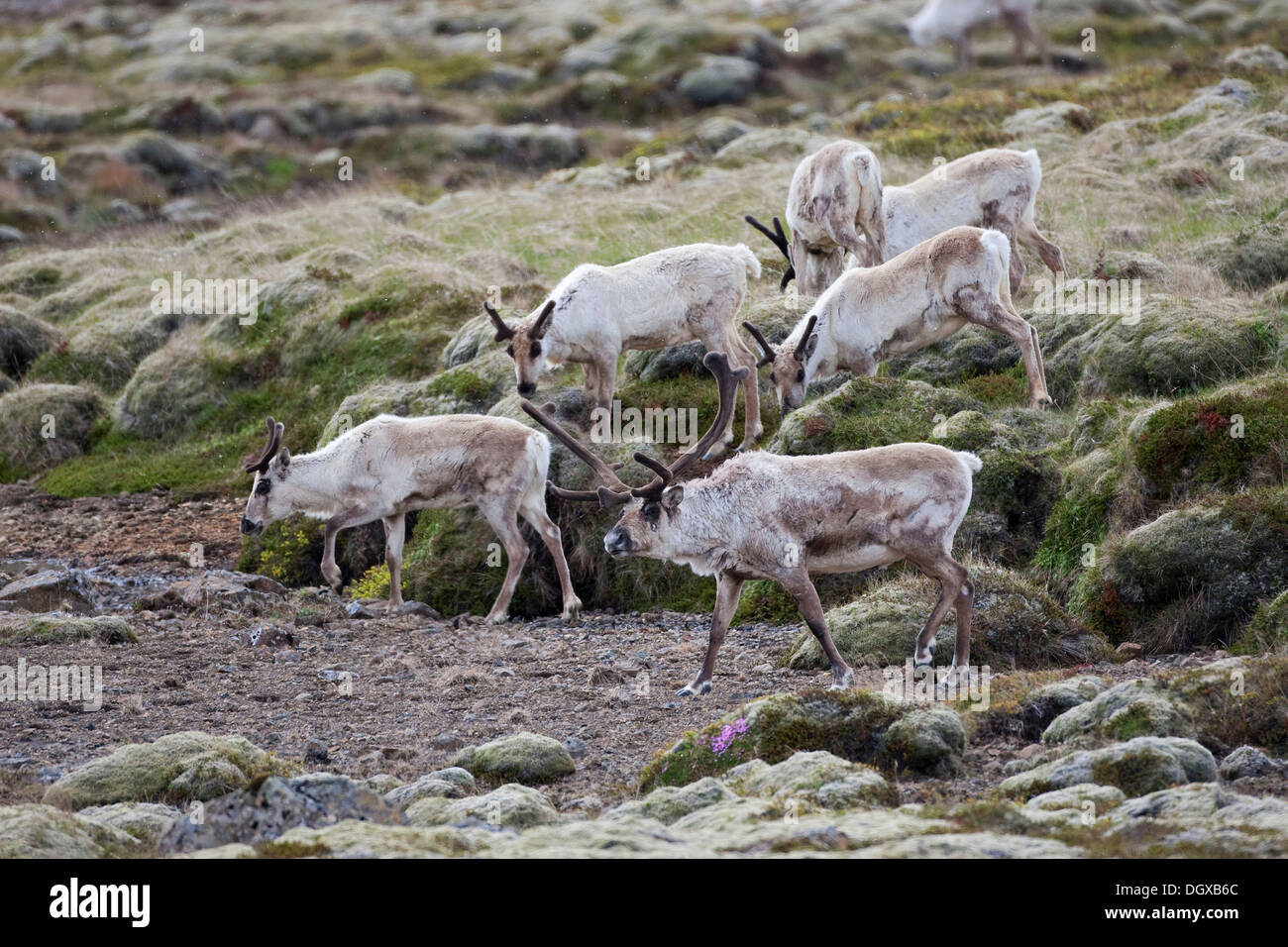 Reindeer (Rangifer tarandus), southern Iceland, Europe Stock Photo