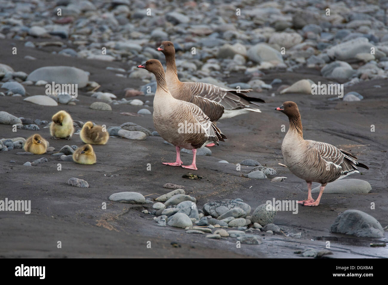Pink-footed geese (Anser brachyrhynchus) with chicks, Iceland, Europe Stock Photo