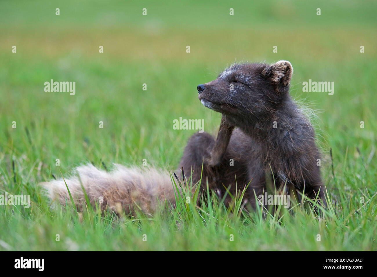 Fox scratch hires stock photography and images Alamy
