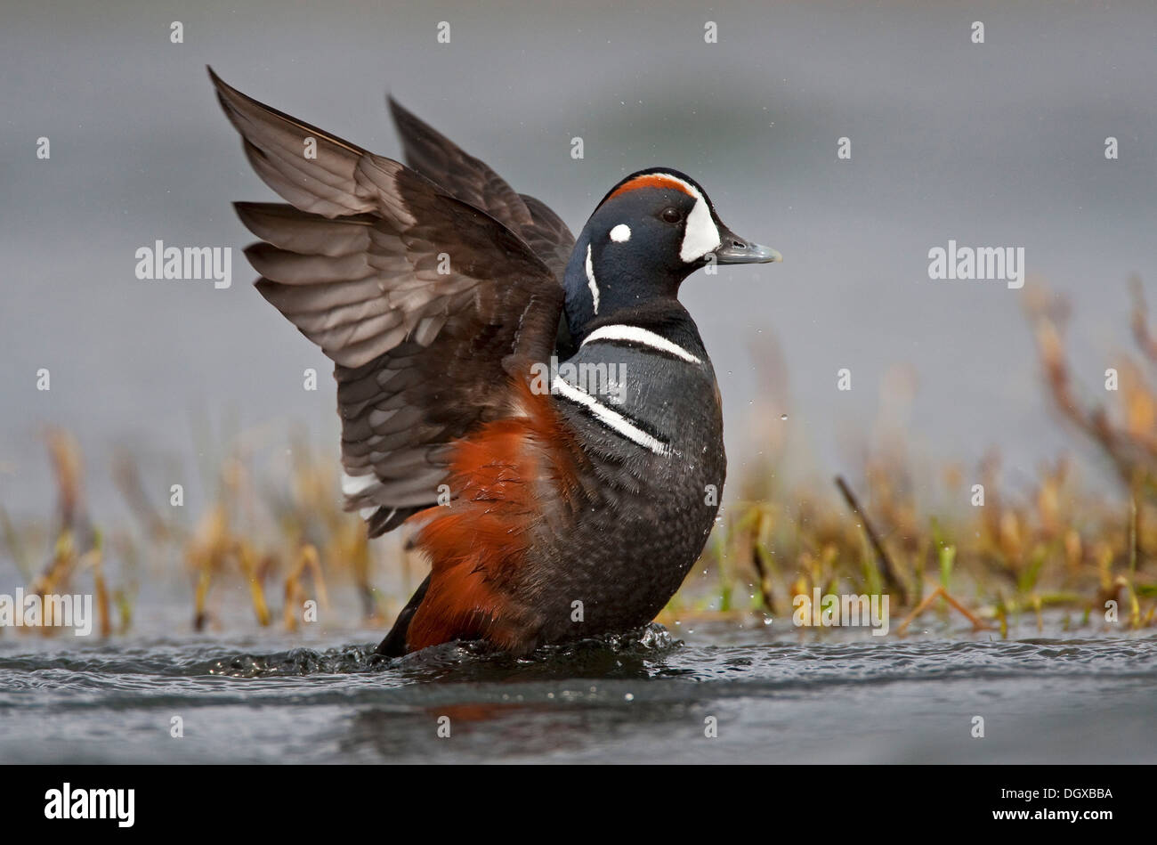 Harlequin Duck (Histrionicus histrionicus) on the Laxa River, Myvatn, Iceland, Europe Stock Photo
