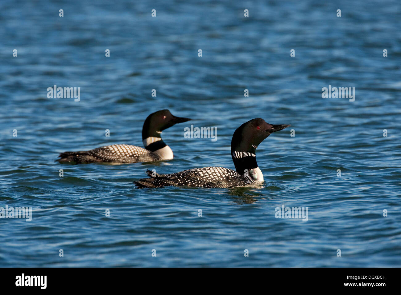 Great Northern Loon or Great Northern Diver (Gavia immer), Myvatn, Iceland, Europe Stock Photo