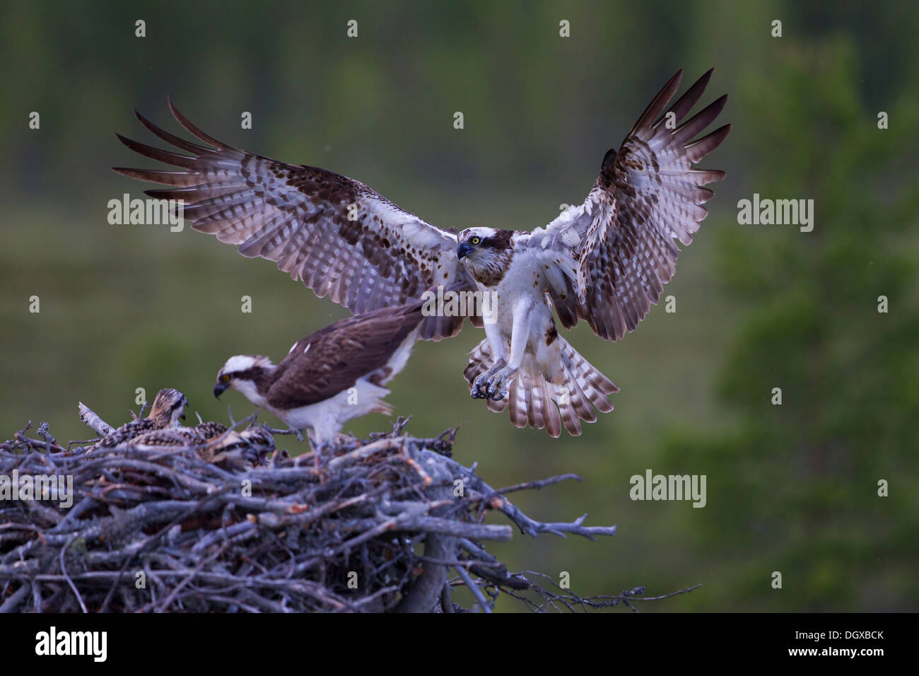 Osprey (Pandion haliaetus), pair at a nest, Finland, Europe Stock Photo