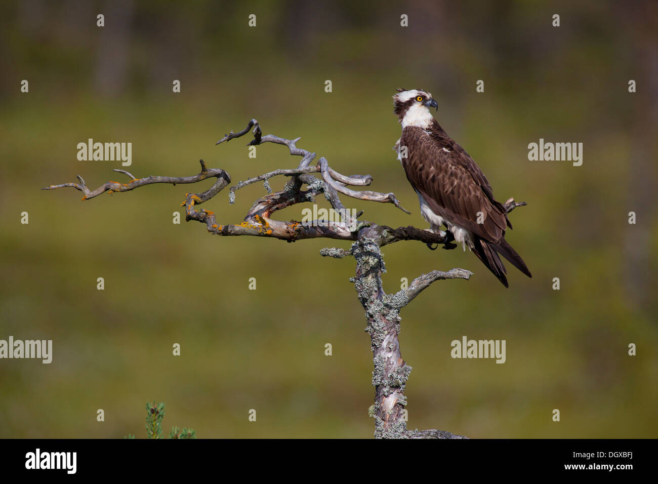 Osprey or Sea Hawk (Pandion haliaetus), Kajaani sub-region, Finland Stock Photo