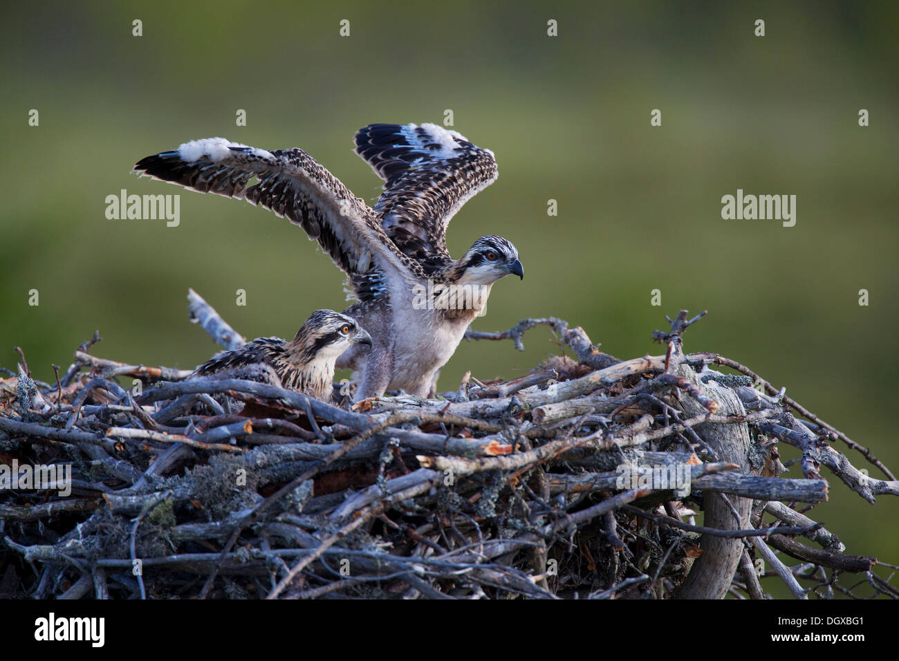 Osprey or Sea Hawk (Pandion haliaetus), young birds in an eyrie, Kajaani sub-region, Finland Stock Photo