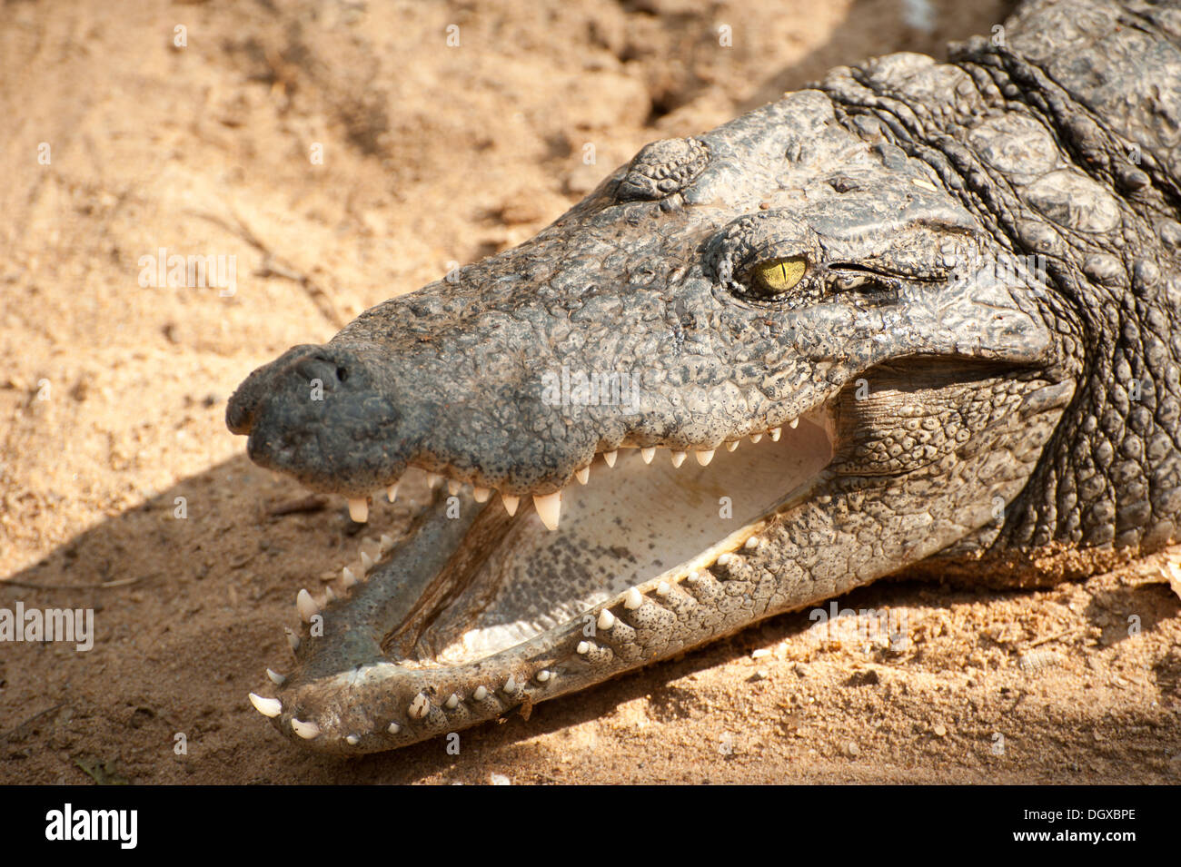 Animals in wild. Сrocodile basking in the sun Stock Photo