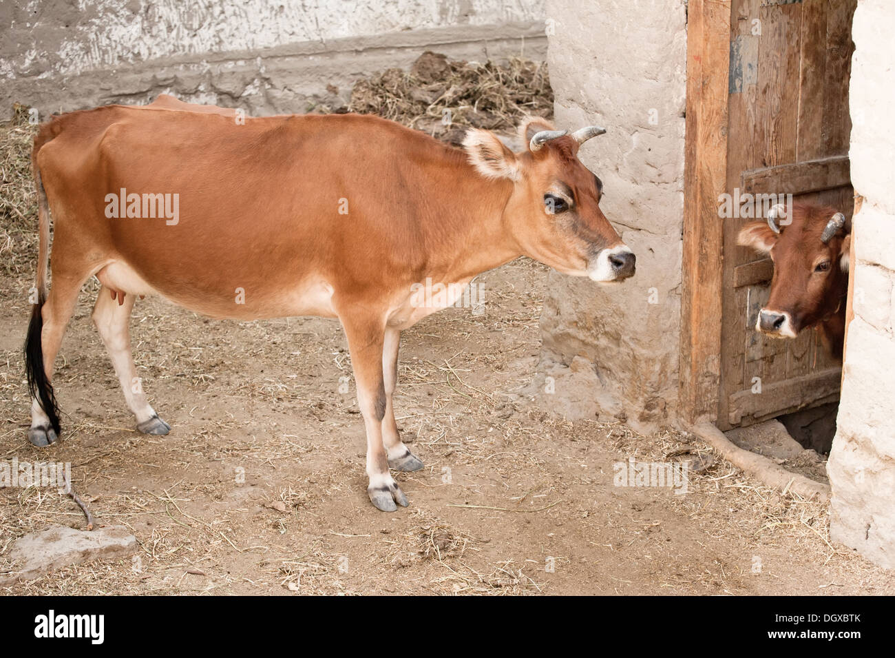 Farm animal. Two domestic cow in a stable. India Stock Photo
