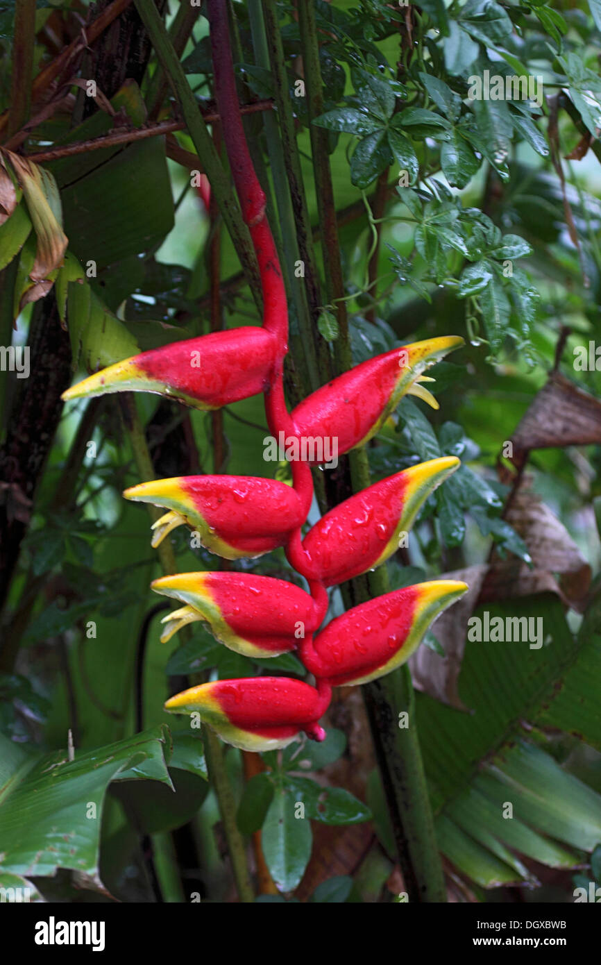 Hanging heliconia or Lobster claw plant in The Seychelles Stock Photo